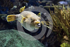 Puffer fish