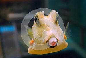 Puffer fish photo