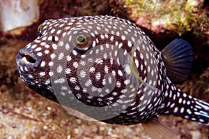 Puffer Fish photo