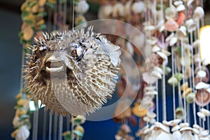 Puffer fish