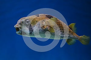 Puffer fish in an aquarium, exotic fish (Arothron hispidus) photo