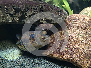 Puffer fish in the aquarium under the stone, balloonfish, globefish photo