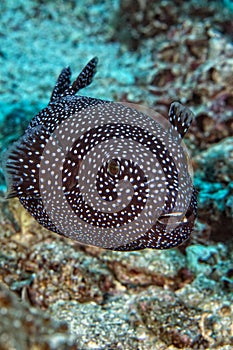 Puffer fish black white spotted