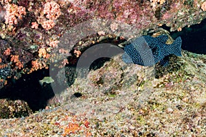 Puffer fish black white spotted