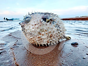 Puffer fish carcass (Tetraodontidae) photo