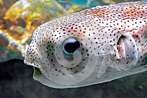 Puffer Fish - Close Up