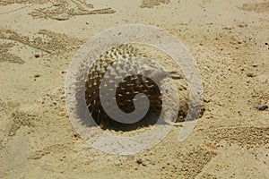 Puffer fish dead on the beach