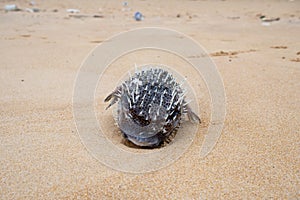 Puffer fish with inflated thorn aground dead on the beach