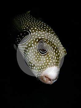 Puffer fish on a night dive