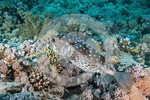 Puffer fish pufferfish on coral reef in Red Sea with diver and bubbles