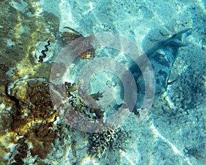 A puffer fish and a scoprion fish