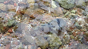 Puffer fish in the shallow clear water with rock and gravel background