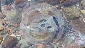 Puffer fish in the shallow clear water with rock and gravel background