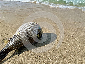 Puffer fish stranded on the tropical beach
