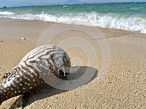 Puffer fish stranded on the tropical beach