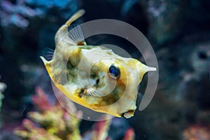 Puffer fish that swim along the coral reef.