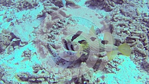 Puffer fish swimming slowly along the ocean floor