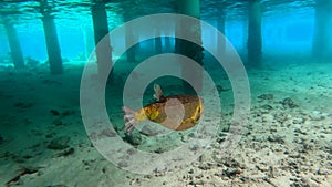 Puffer fish swimming under a water villa bungalow in Maldives.