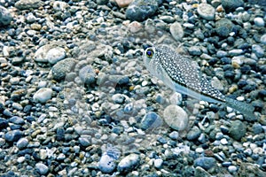 Puffer Fish Swimming Underwater, blowfish, balloonfish, globefish