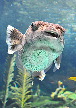 Puffer fish swimming in a water tank.