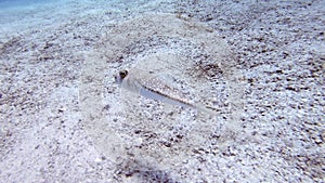 A Puffer Fish on The Underwater Sandy Sea Floor