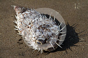 Lavare su sul Spiaggia 