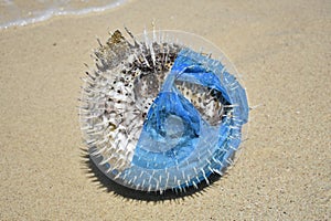 Puffer Fish washed up in a plastic bag. Plastic pollution in ocean environmental problem.