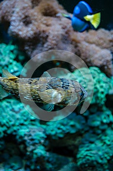 Puffer fish