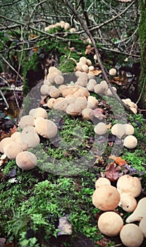 Puffer Mushrooms  in the forest