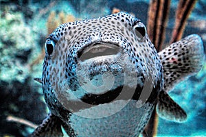 Puffer, Puff Fish