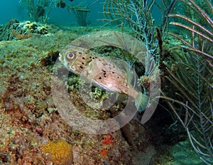 Pufferfish photo