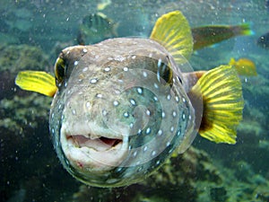 Pufferfish