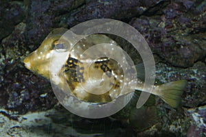 Pufferfish photo