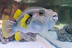 Pufferfish in aquarium