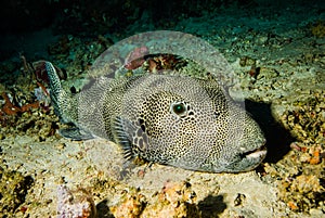 Pufferfish Arothron mappa resting on the substrate in Derawan, Kalimantan, Indonesia underwater photo photo