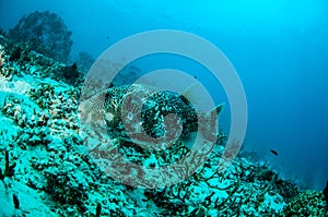Pufferfish Arothron mappa swim around in Gili, Lombok, Nusa Tenggara Barat, Indonesia underwater photo photo