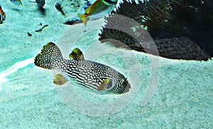 Pufferfish or Balloonfish or Blowfish or Bubblefish or Globefish or Swellfish or Toadfish.