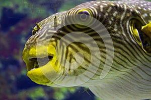 Pufferfish closeup