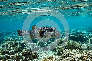 Pufferfish on a coral reef in the Red Sea
