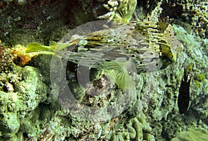 Pufferfish (Diodon Holocanthus) in the filipino sea January 7, 2010