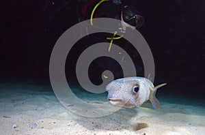 Pufferfish with diver during night dive, Cuba