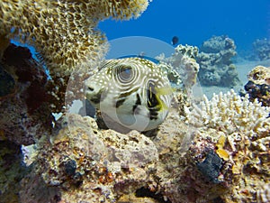 Pufferfish in the red sea photo