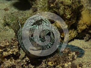 Pufferfish Red Sea Dive