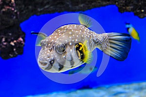 Pufferfish swims in blue water on coral background