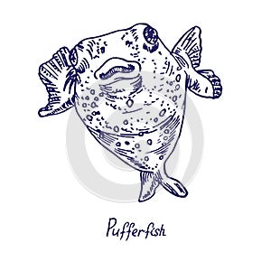 Pufferfish Tetraodontidae, Blowfish, Globefish, hand drawn doodle
