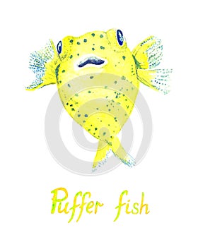 Pufferfish Tetraodontidae, Blowfish, Globefish, hand painted watercolor illustration photo