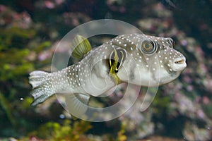 Pufferfish (Tetraodontidae) photo