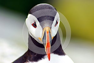 Puffin