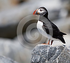 Puffin