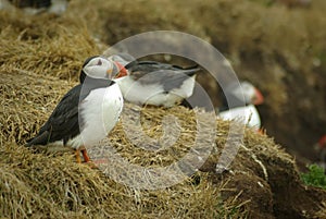 Puffin